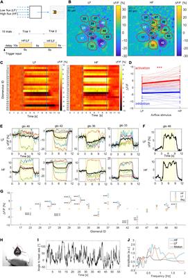 Parallel Processing of Olfactory and Mechanosensory Information in the Honey Bee Antennal Lobe